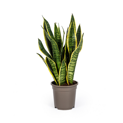 Sansevieria Trifasciata Futura Superba – Pflegeleichte Zimmerpflanze Ø17cm - ↕45 - 55cm