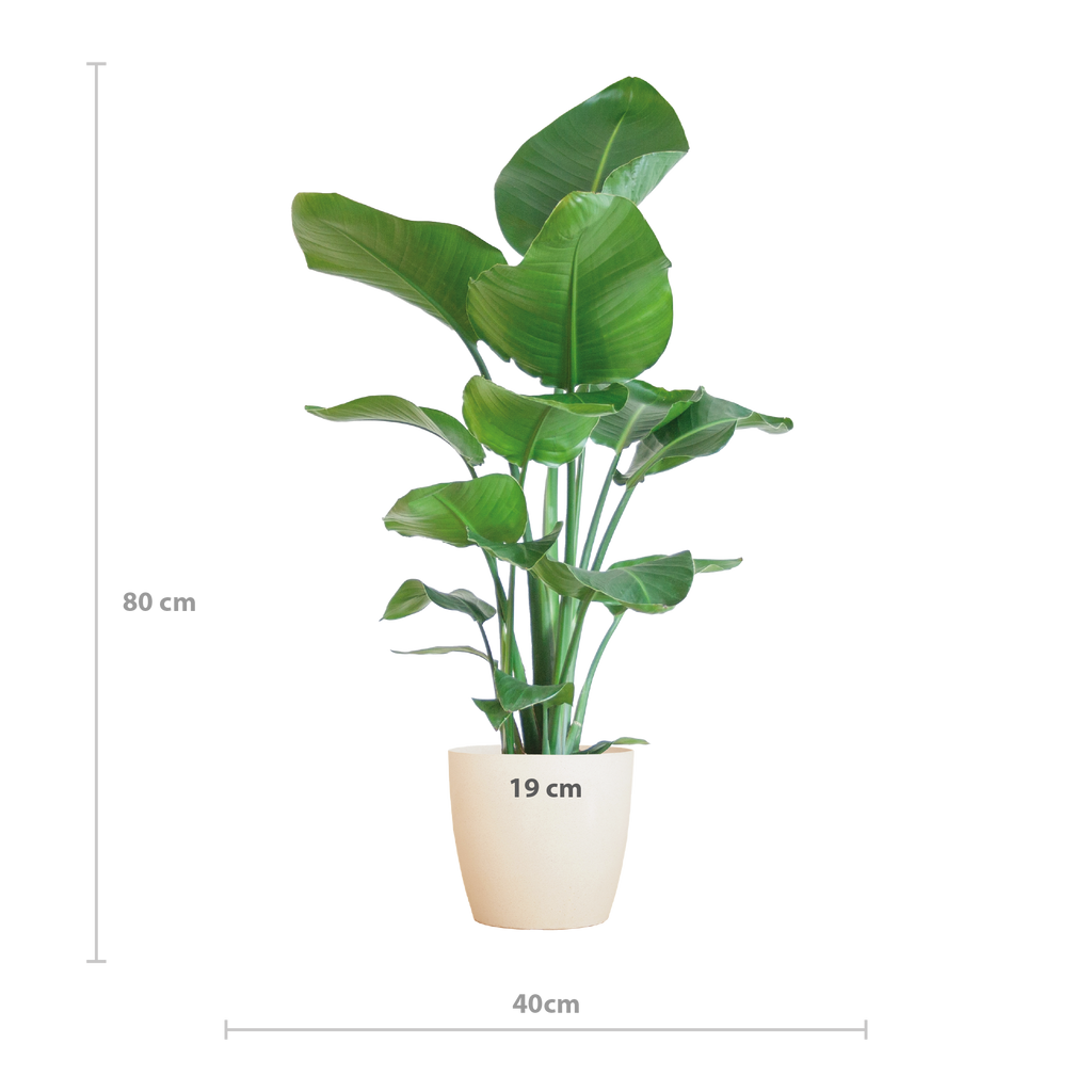 Strelitzia Nicolai mit Viber-Topf weiß – 80 cm – Ø21