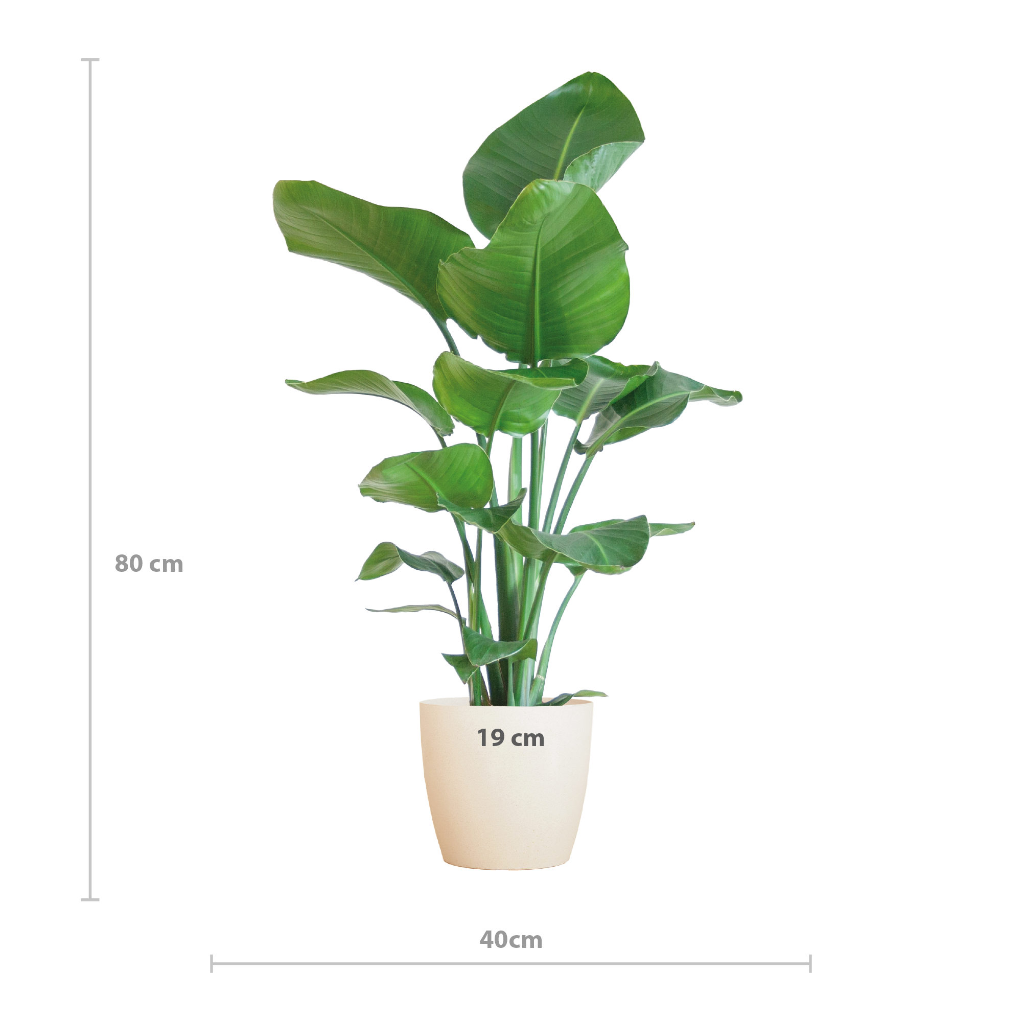 Strelitzia Nicolai mit Viber-Topf weiß – 80 cm – Ø21
