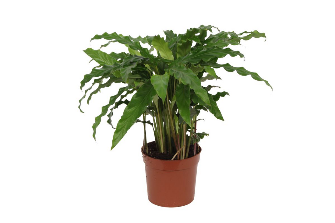 Calathea Bluegrass – Exklusive Zimmerpflanze mit dekorativem Blattmuster Ø12cm - ↕35cm
