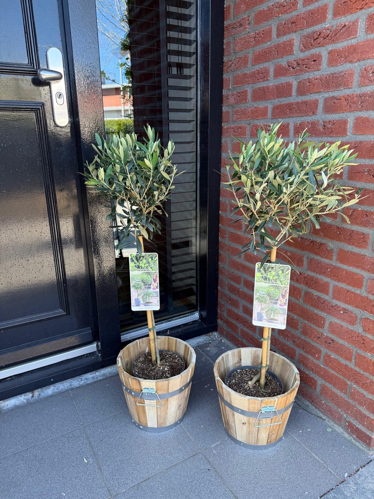 Europaea auf Stamm – Olivenbaum – Ø19 cm – ↕90 cm – Mediterrane Pflanze