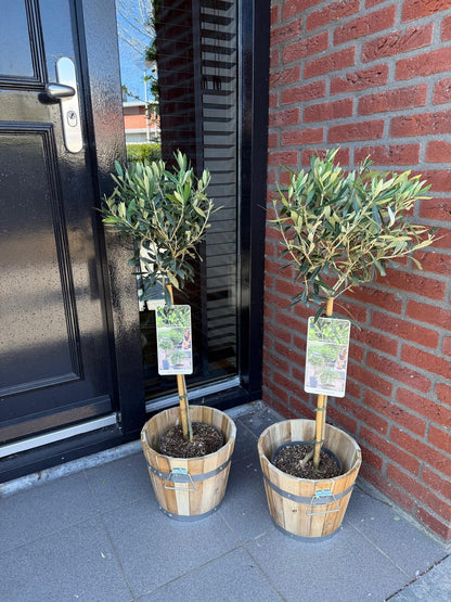 Europaea auf Stamm – Olivenbaum – Ø19 cm – ↕90 cm – Mediterrane Pflanze