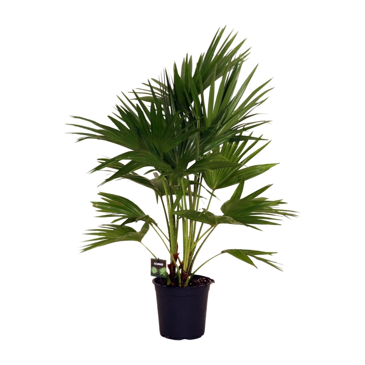 Livistona Chinensis – Schirmpalme – Ø24 cm – ↕100 cm – Elegante Zimmer- &amp; Gartenpflanze