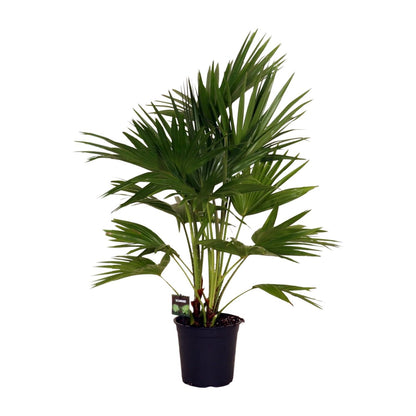 Livistona Chinensis – Schirmpalme – Ø24 cm – ↕100 cm – Elegante Zimmer- &amp; Gartenpflanze