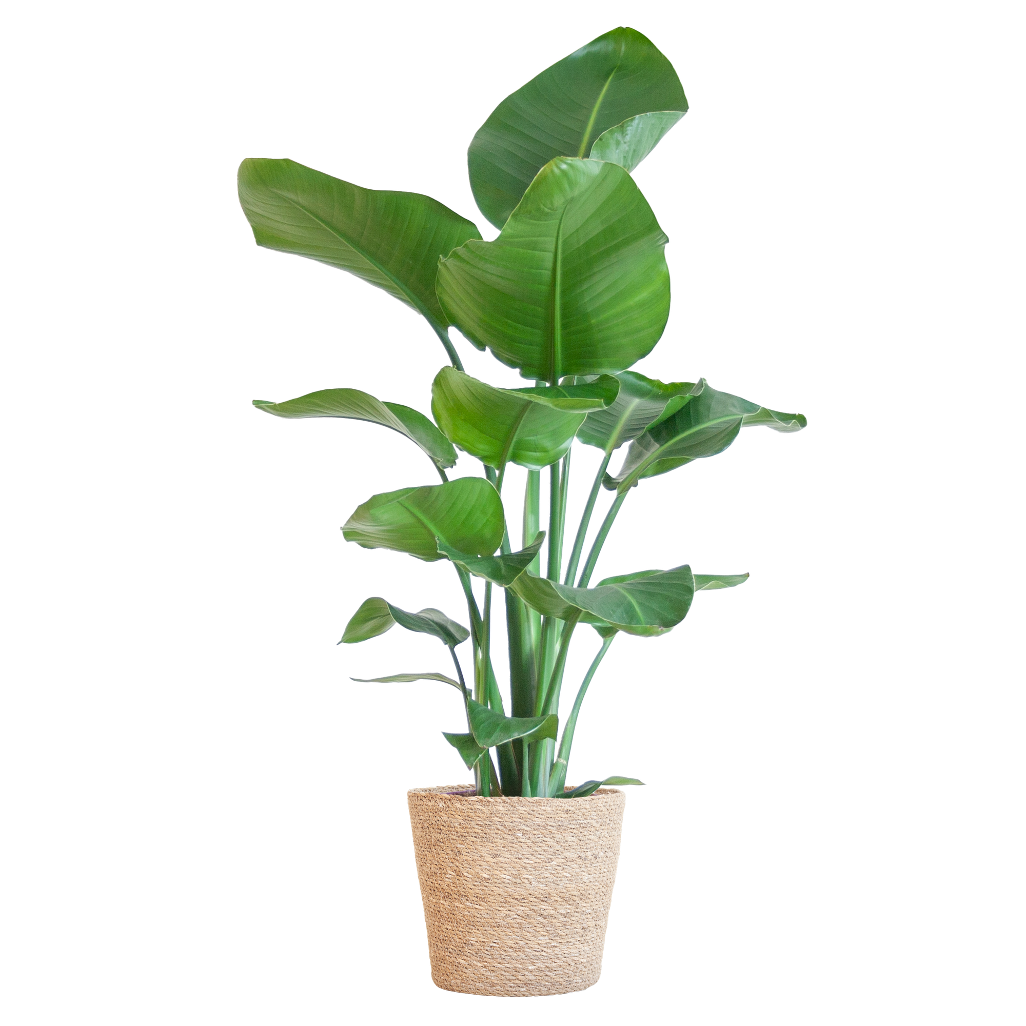 Strelitzia Nicolai mit Korb Sofia natur - 80cm - Ø21