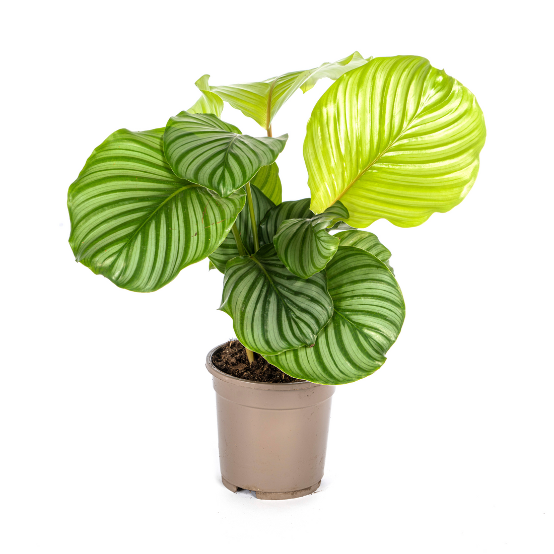 PROMO – Calathea Orbifolia – Ø17 cm – ↕40–50 cm – Exotische Zimmerpflanze