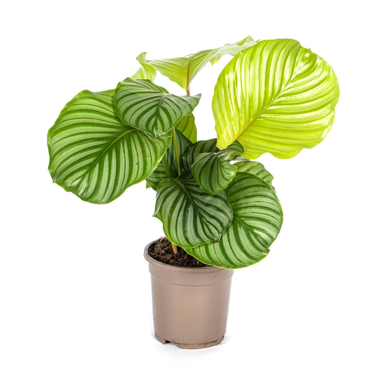 PROMO – Calathea Orbifolia – Ø17 cm – ↕40–50 cm – Exotische Zimmerpflanze
