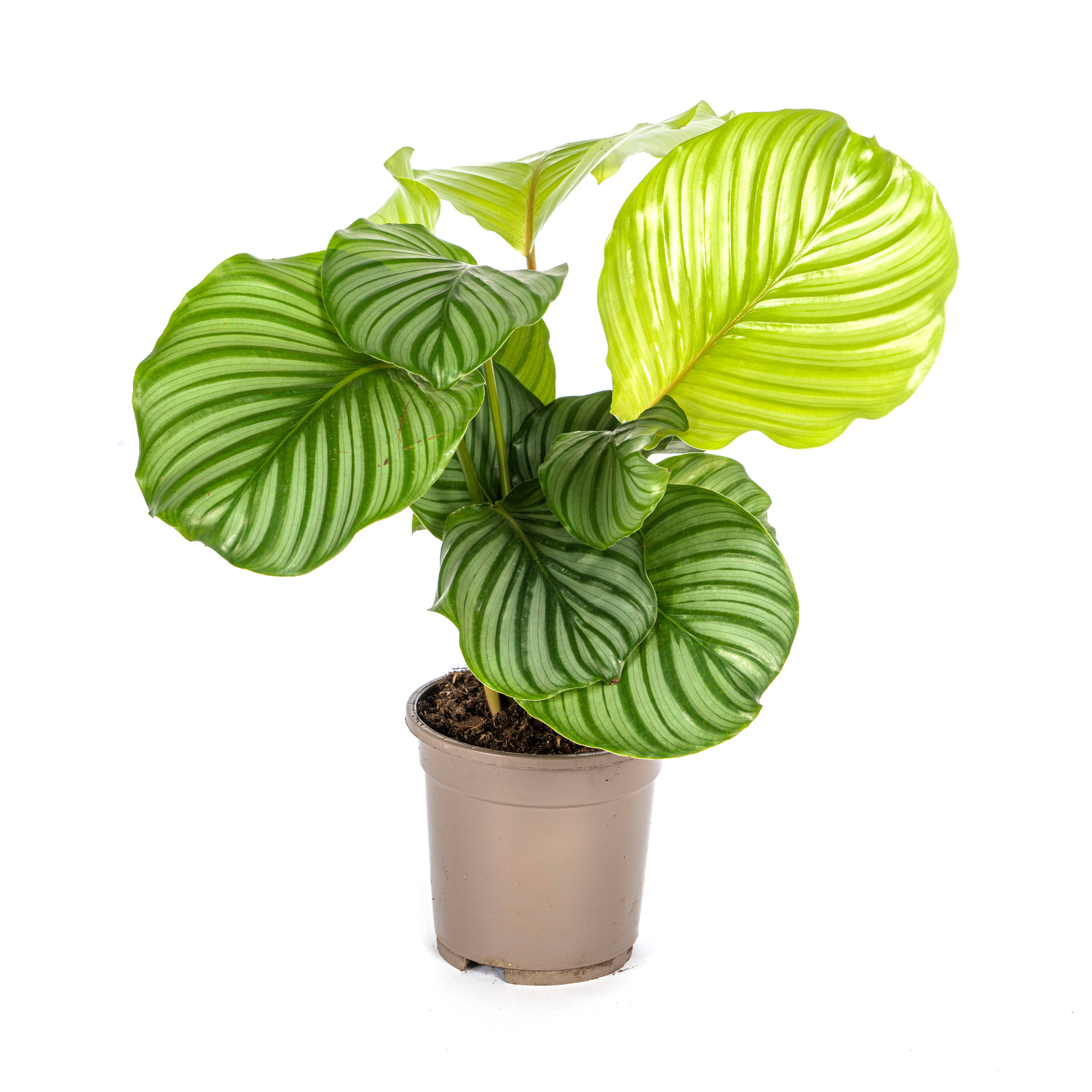 PROMO – Calathea Orbifolia – Ø17 cm – ↕40–50 cm – Exotische Zimmerpflanze