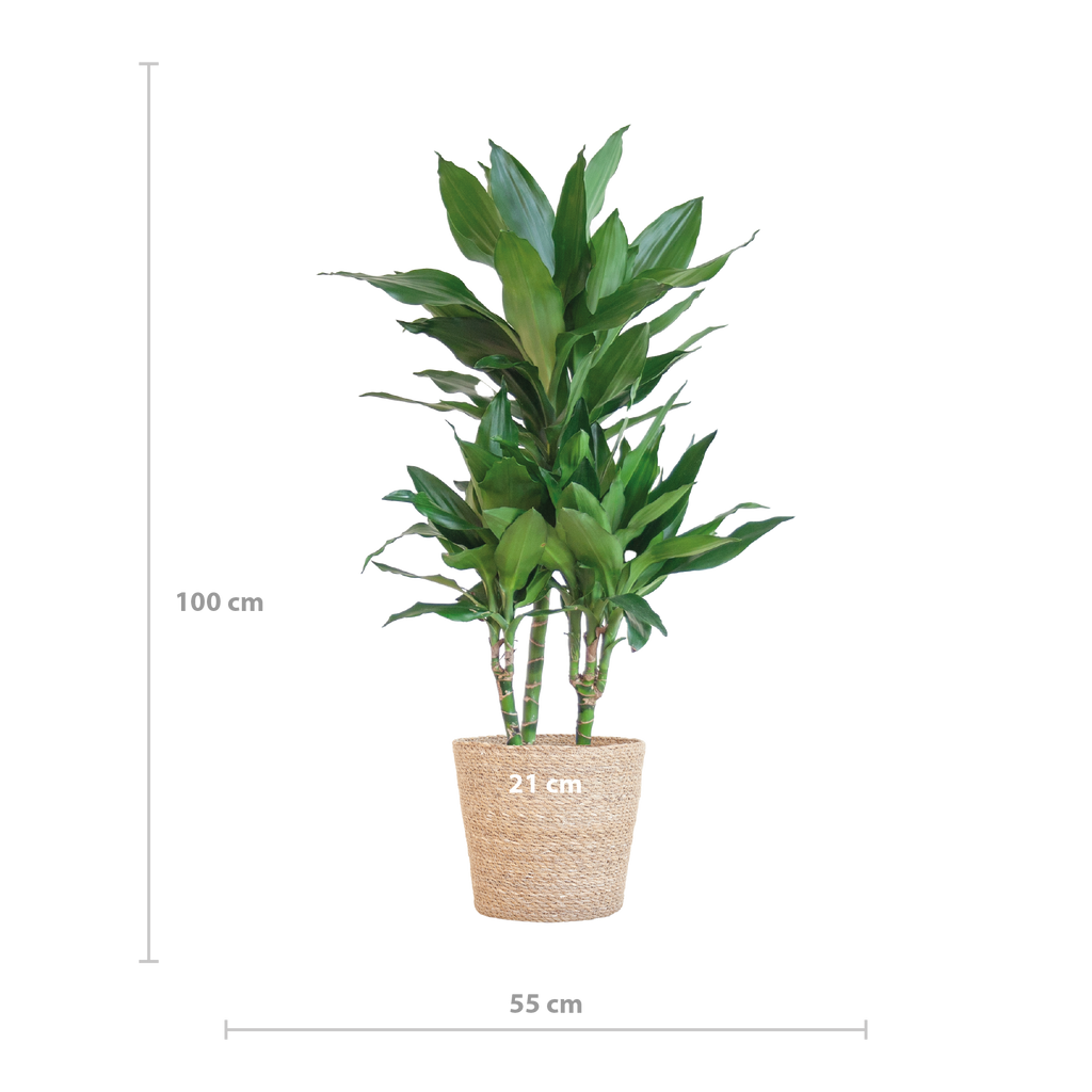 Dracaena  Janet Lindt mit Sofia-Korb natur - 95cm - Ø21