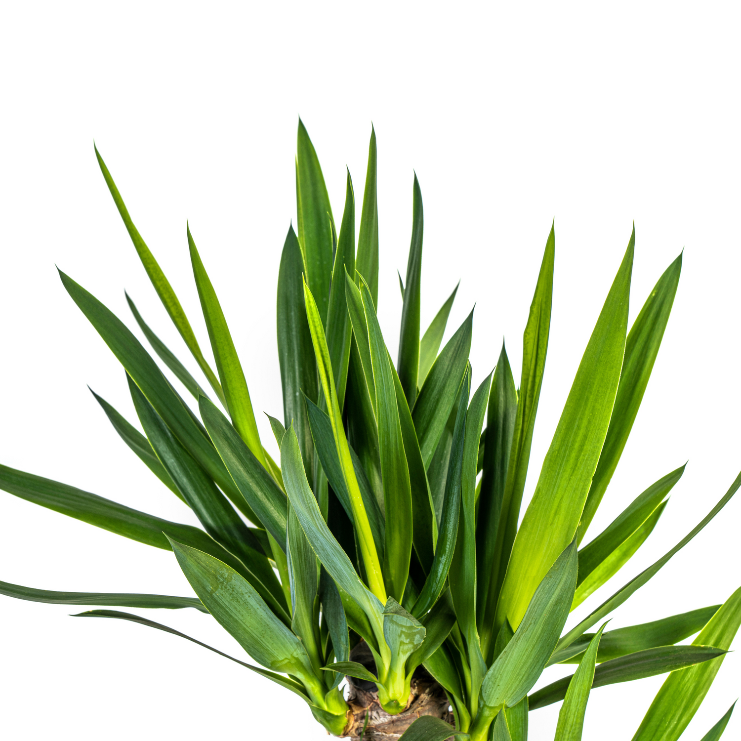 Yucca Palme Elephantipes – Robuste, moderne Zimmerpflanze Ø21cm - ↕90 - 110cm