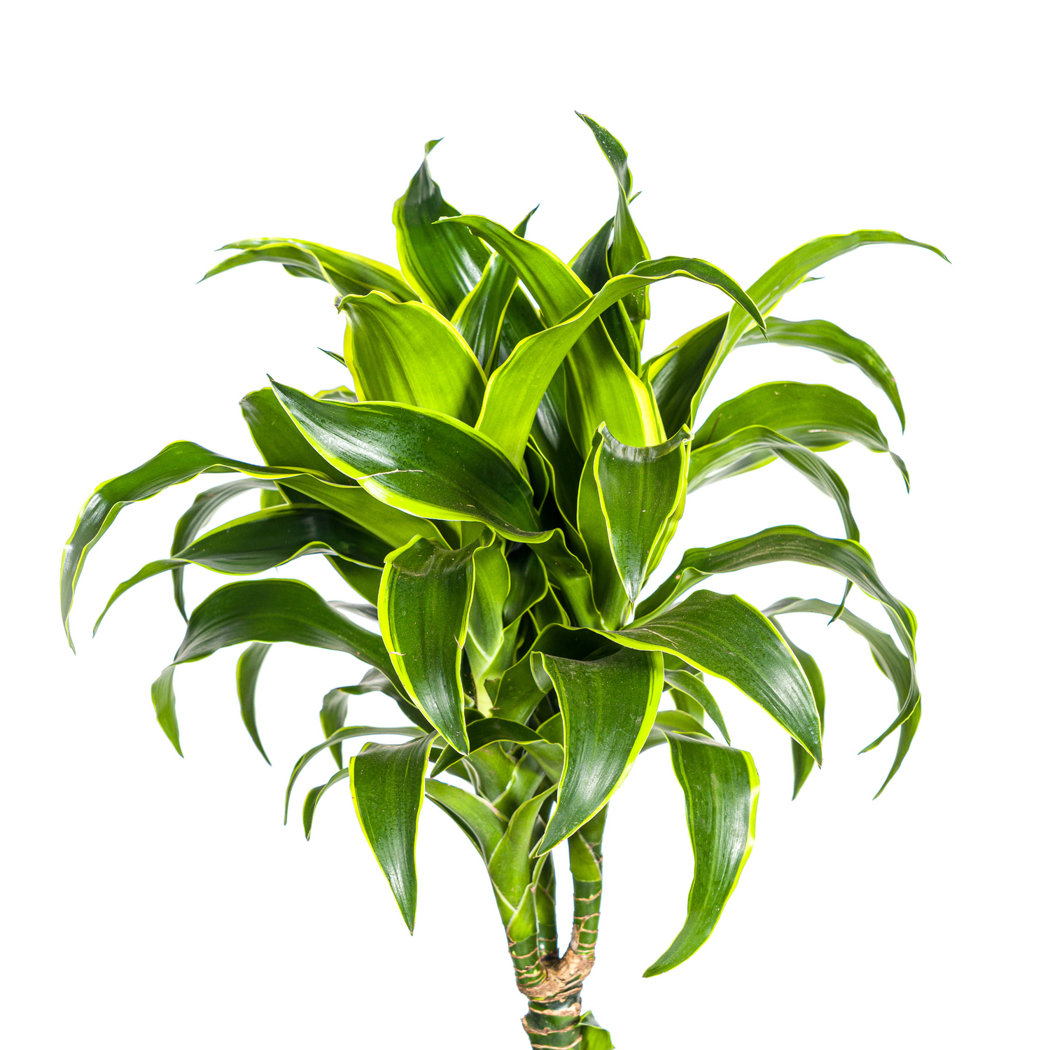 Dracaena Deremensis Dorado – Tropische Zimmerpflanze mit gelb-grünen Blättern Ø24cm - ↕120 - 140cm