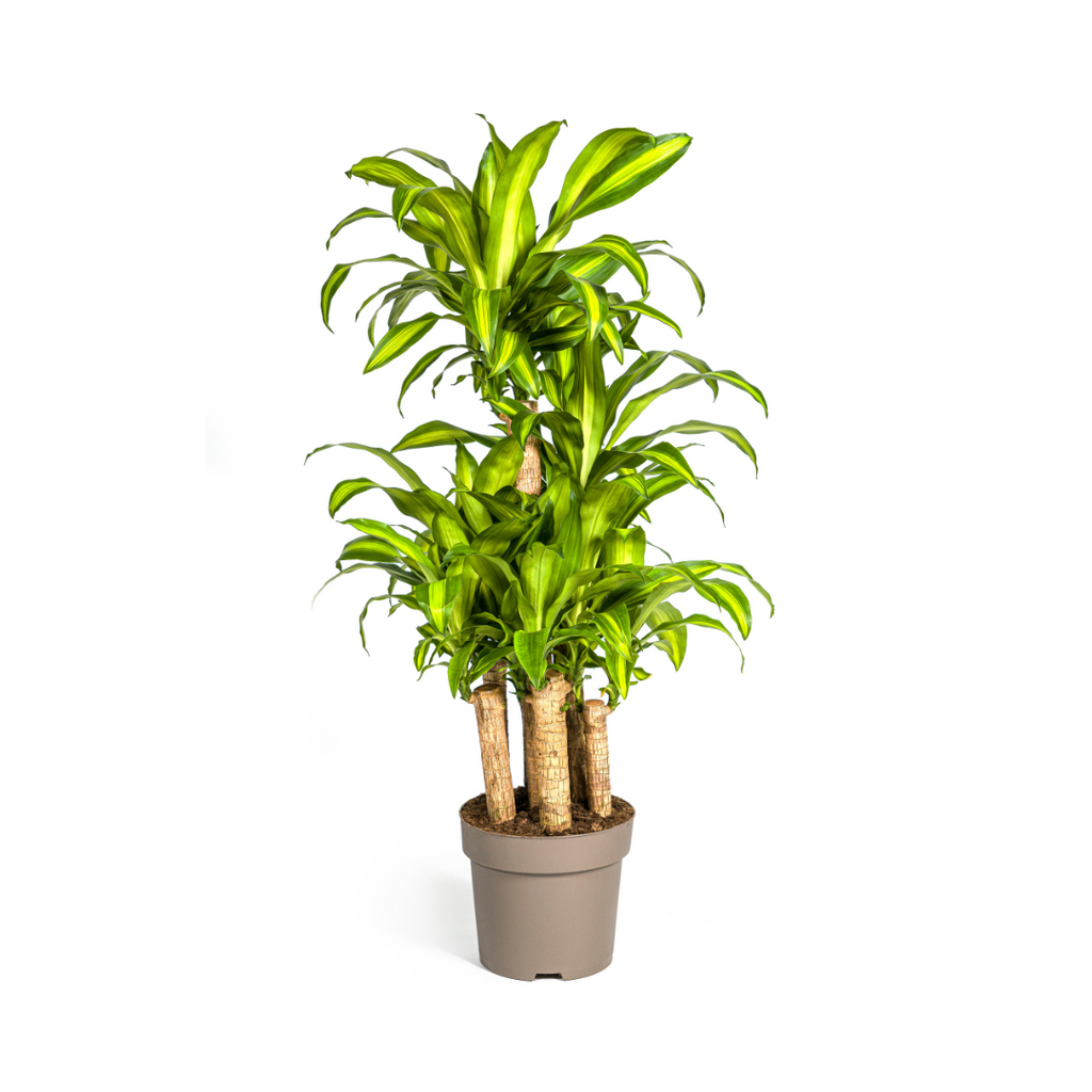 Dracaena Fragrans Massangeana Karussell Ø30cm - ↕130 - 150cm