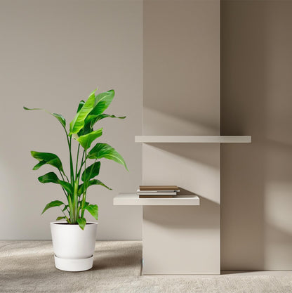 Strelitzia Nicolai – Exotische Zimmerpflanze mit imposanten Blättern ø17cm - ↕80 - 100cm