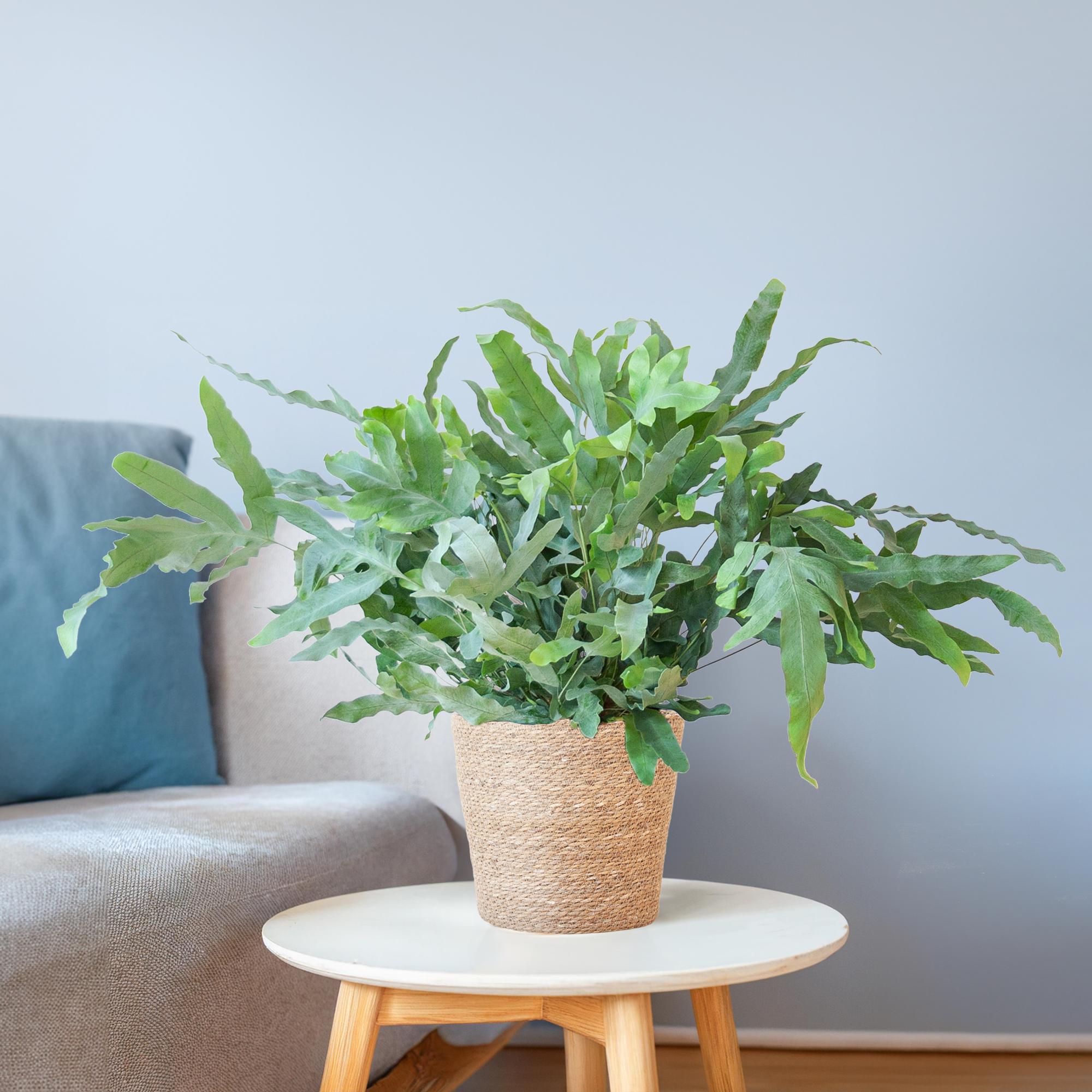 Phlebodium Aureum 'Blue Star' mit Korb Sofia natur - 40cm - Ø17