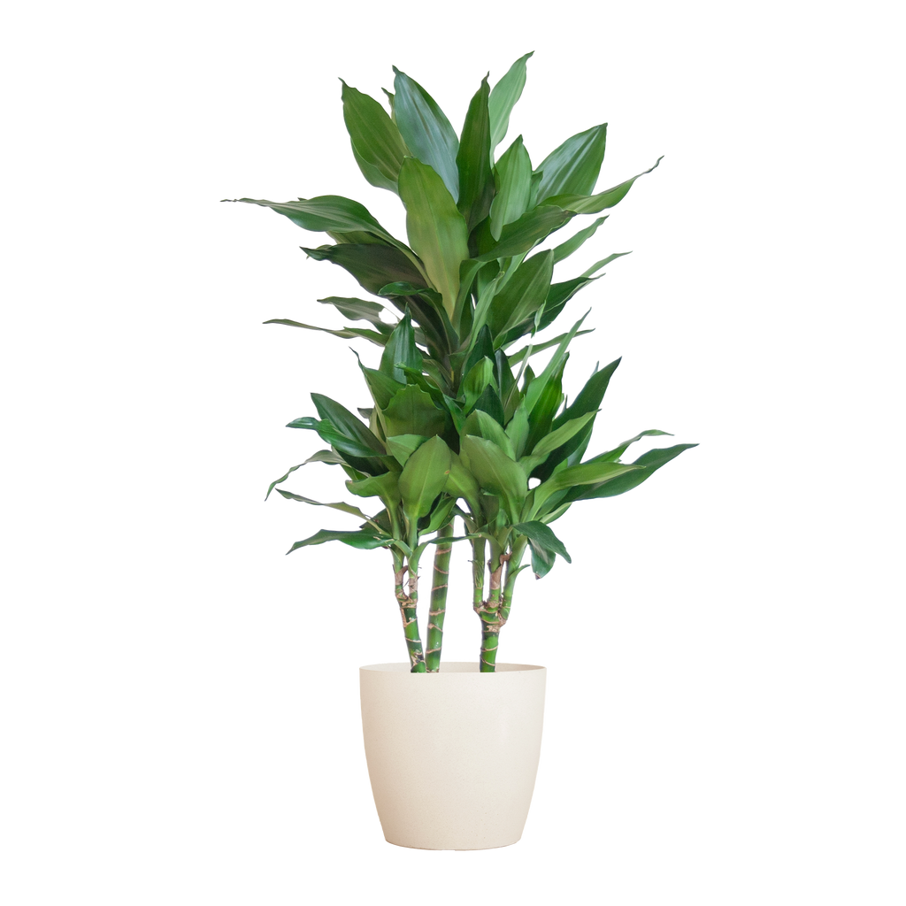 Dracaena  Janet Lindt mit Viber Weiß - 95cm - Ø21