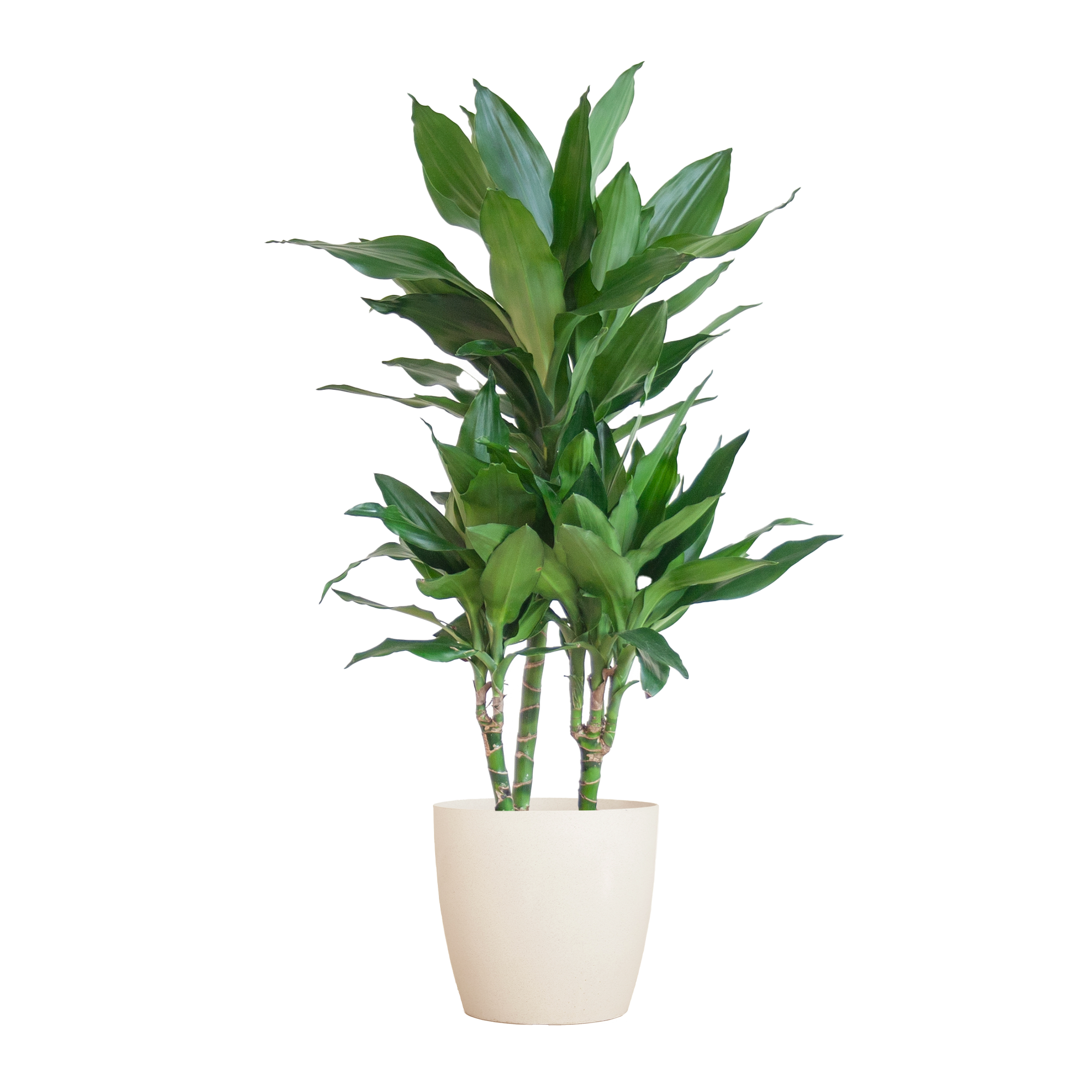 Dracaena  Janet Lindt mit Viber Weiß - 95cm - Ø21