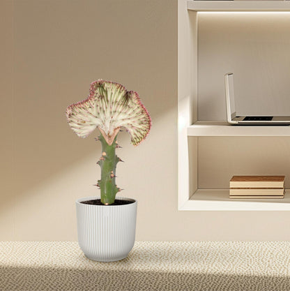 Euphorbia lactea Cristata – Exotische rot, dekorative Zimmerpflanze Ø12cm - ↕30cm