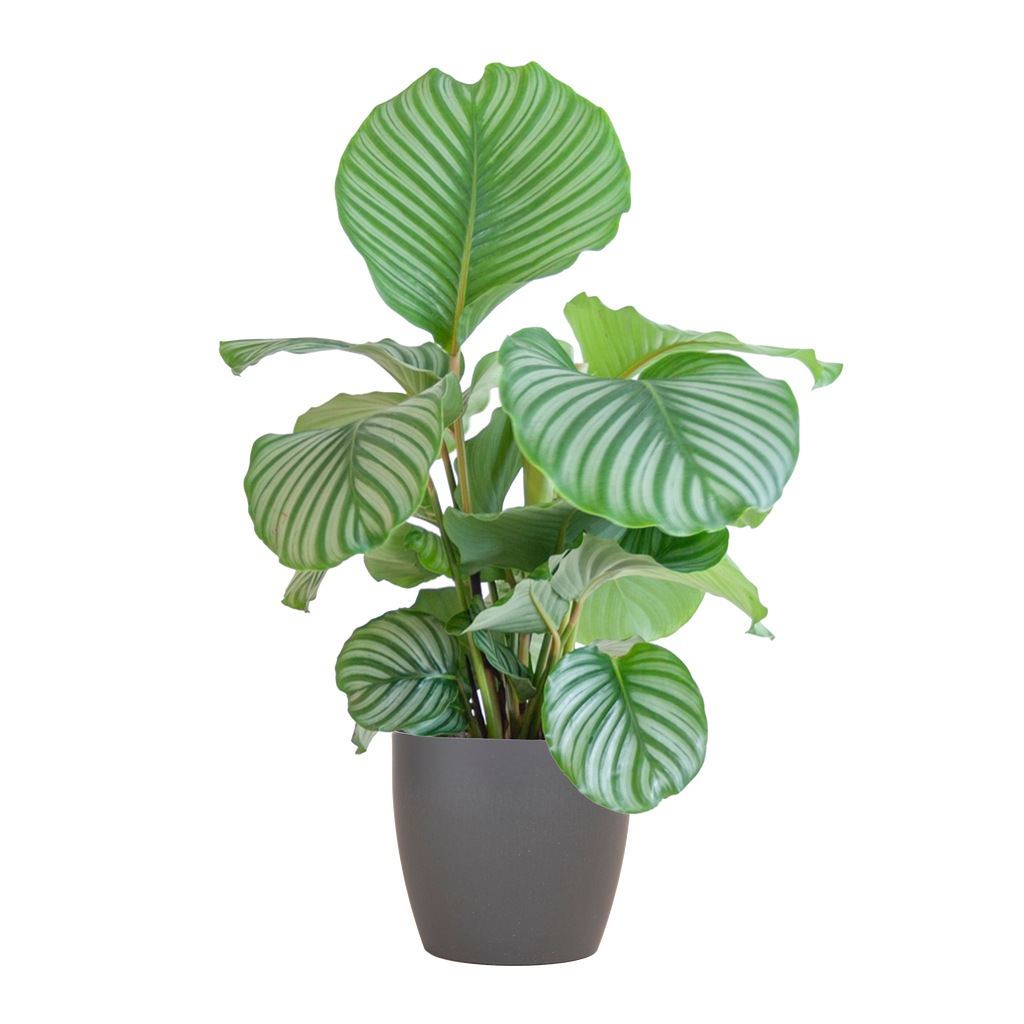 Calathea Orbifolia  mit Viber grau - 65cm - Ø21