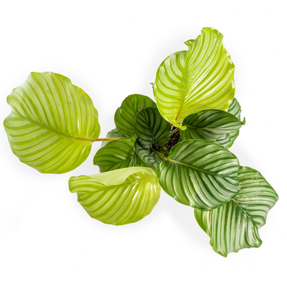 PROMO – Calathea Orbifolia – Ø17 cm – ↕40–50 cm – Exotische Zimmerpflanze
