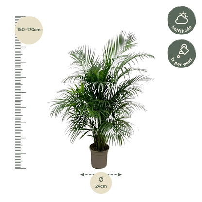 Dypsis Areca Lutescens (Areca-Palme / Goldfruchtpalme) 150 cm - ø24
