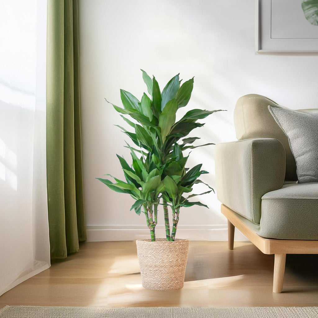 Dracaena  Janet Lindt mit Sofia-Korb natur - 95cm - Ø21