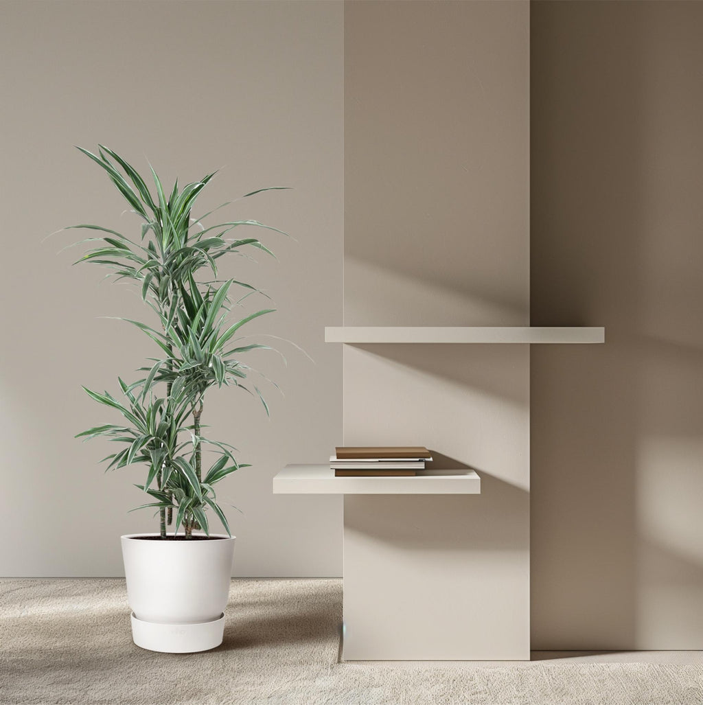 Dracaena Warneckei - 145 cm - ø30