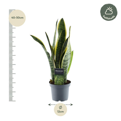 Sansevieria Laurentii – Robuste, pflegeleichte Zimmerpflanze - ø12 - ↕45 cm
