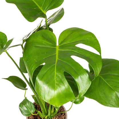Monstera Deliciosa Tauerii – Exklusive Fensterblatt Zimmerpflanze ø17 - ↕50 - 70cm