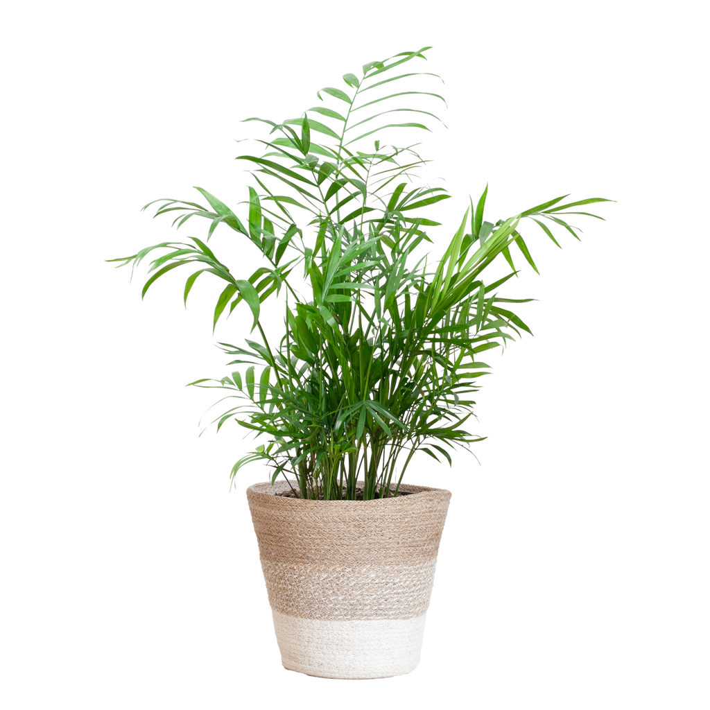 Chamadorea Elegans mit Korb Lissabon weiß - 55cm - Ø17