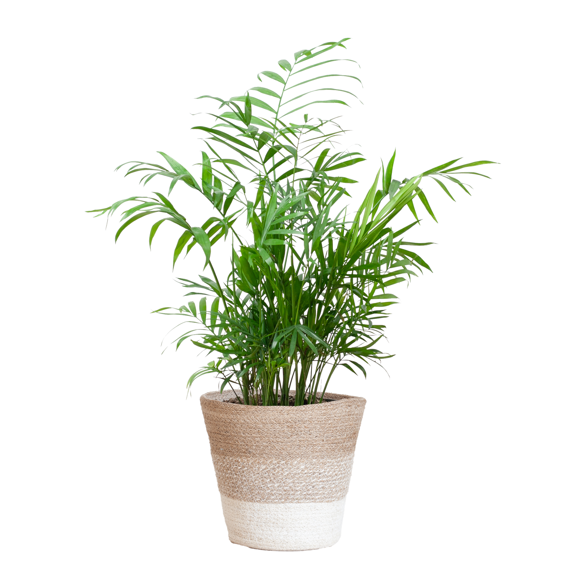 Chamadorea Elegans mit Korb Lissabon weiß - 55cm - Ø17