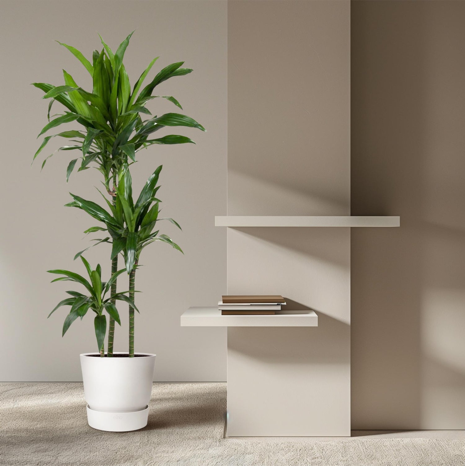 Dracaena Janet Craig – Elegante, pflegeleichte Zimmerpflanze Ø24cm - ↕150cm