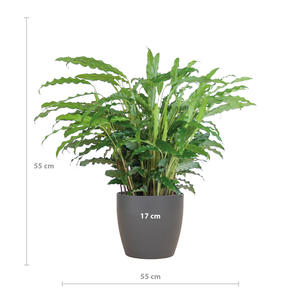 Calathea Rufibarba mit Viber Grau - 55cm - Ø17
