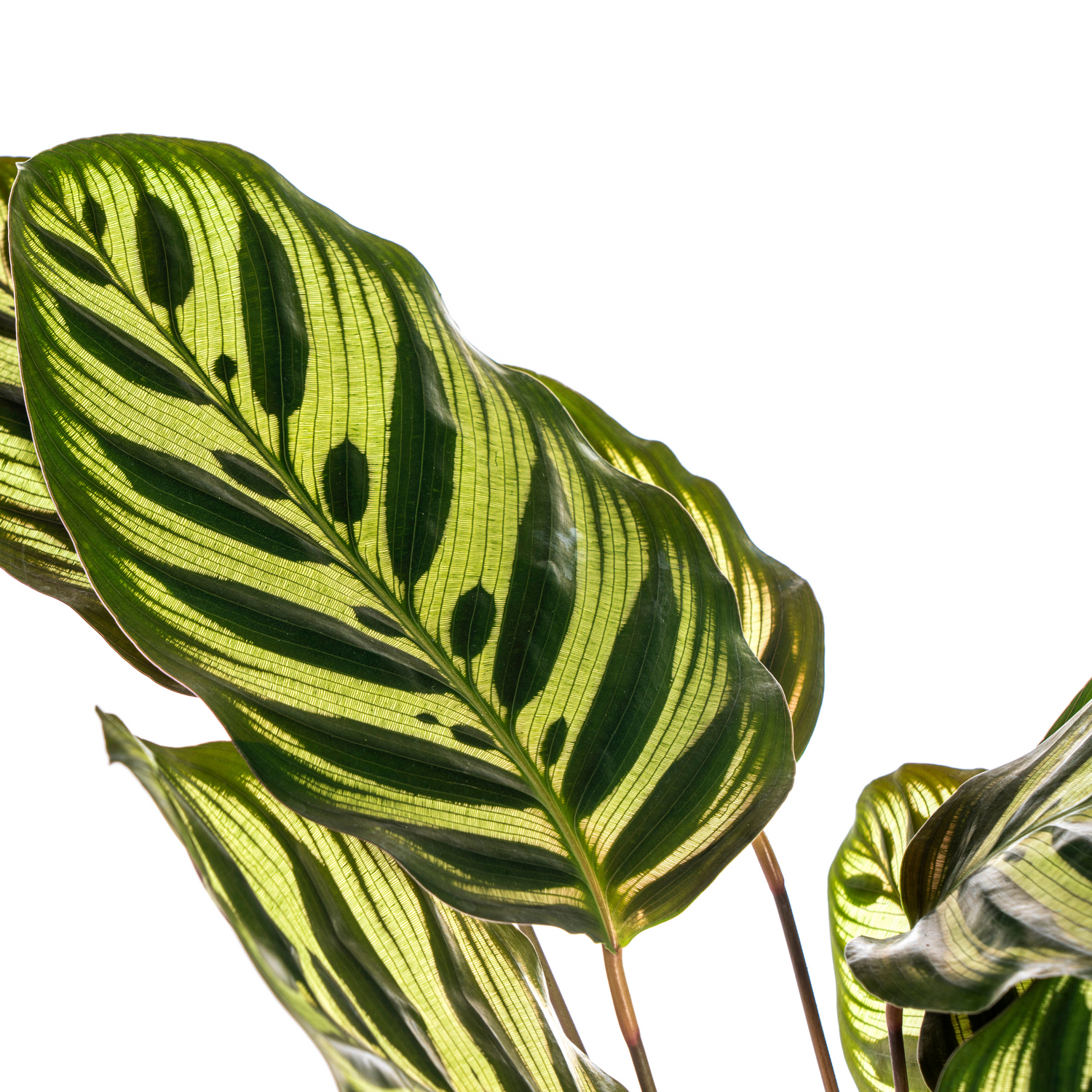 PROMO – Calathea Makoyana – Pfauenpflanze – Ø17 cm – ↕40–50 cm – Tropische Zimmerpflanze