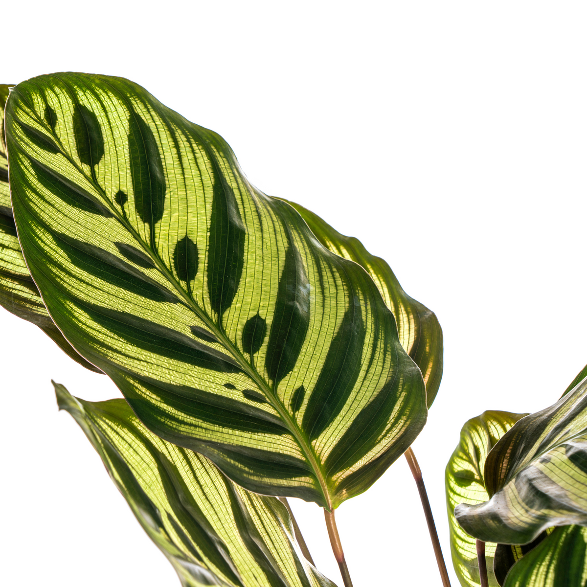 PROMO – Calathea Makoyana – Pfauenpflanze – Ø17 cm – ↕40–50 cm – Tropische Zimmerpflanze