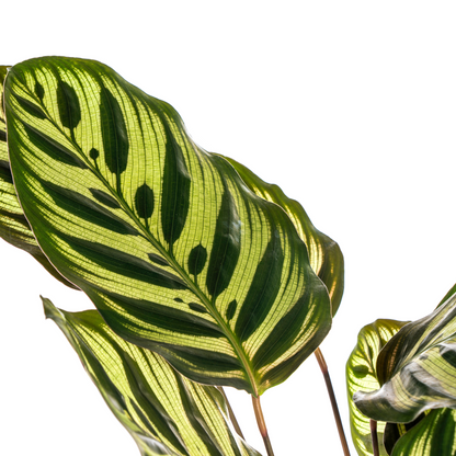 PROMO – Calathea Makoyana – Pfauenpflanze – Ø17 cm – ↕40–50 cm – Tropische Zimmerpflanze