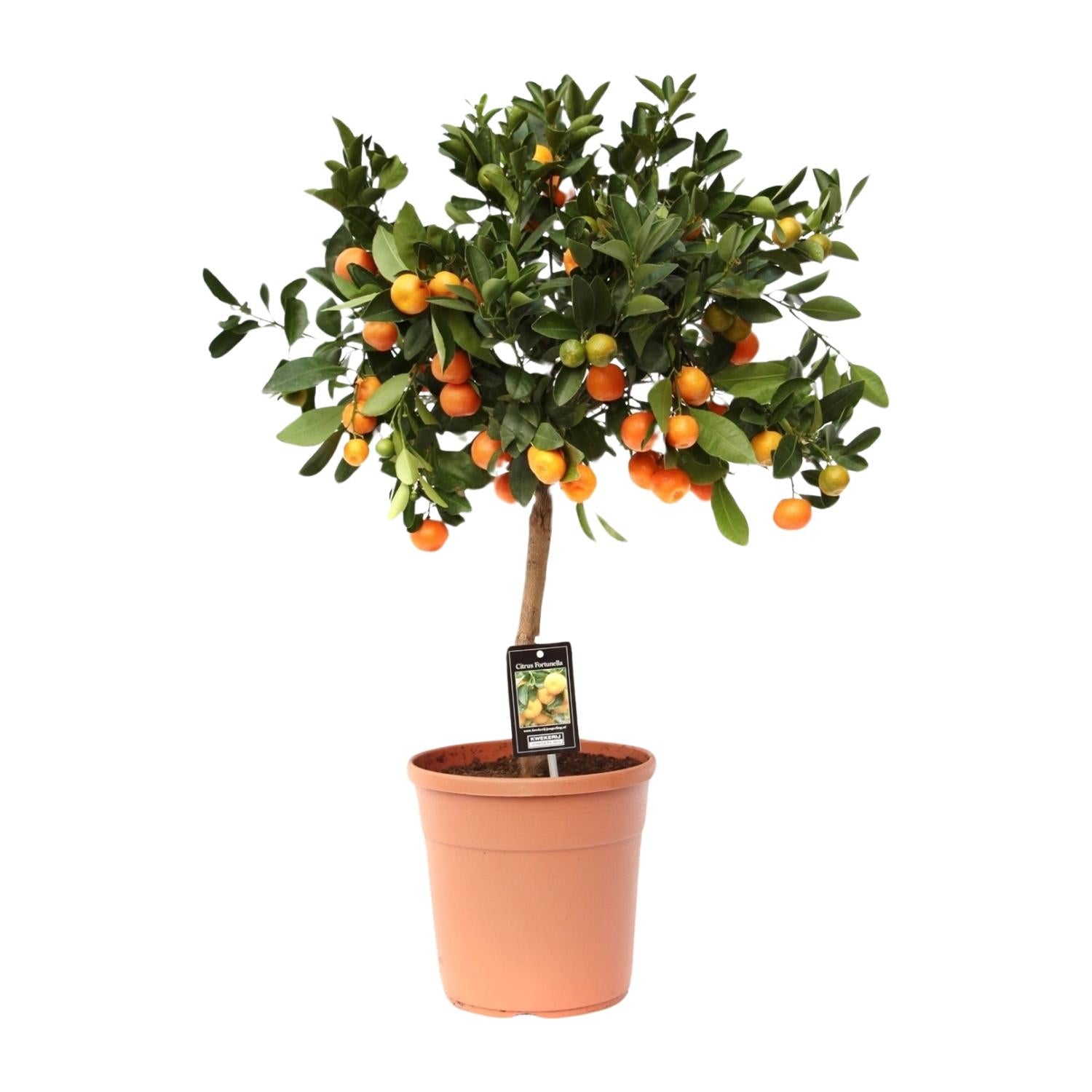 Citrus Calamondin – Zitronenbaum – Ø22 cm – ↕70 - 80 cm – Mediterrane Zitruspflanze