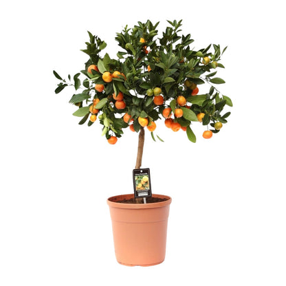 Citrus Calamondin – Zitronenbaum – Ø22 cm – ↕70 - 80 cm – Mediterrane Zitruspflanze