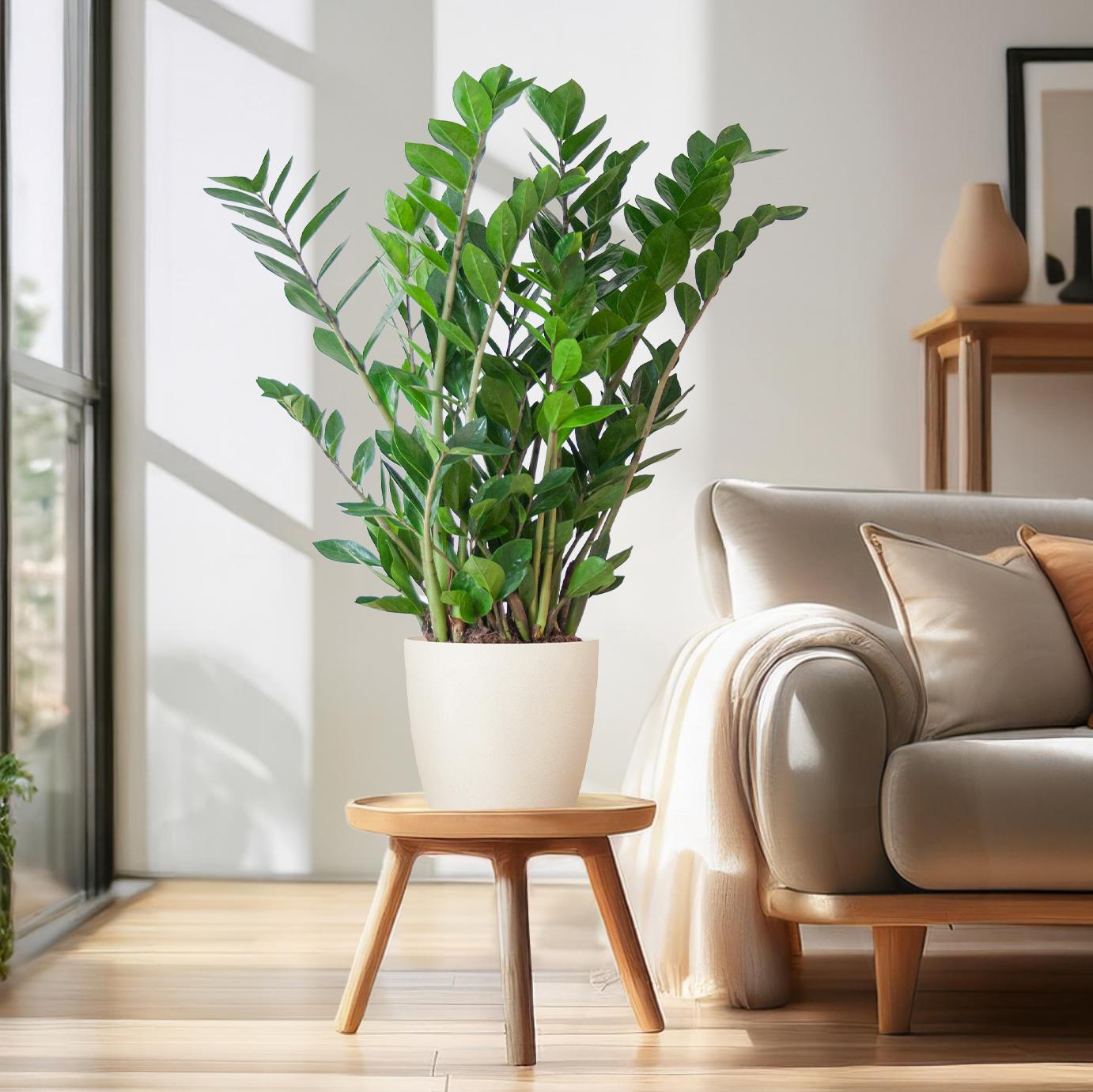 Zamioculcas Zamiifolia mit Viber Weiß  - 80cm - Ø21