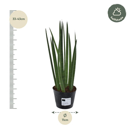 Sansevieria cylindrica &