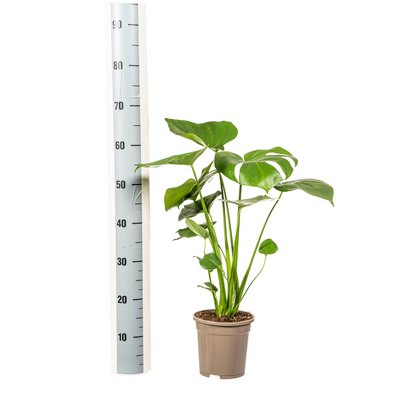 Monstera Deliciosa Tauerii – Exklusive Fensterblatt Zimmerpflanze ø17 - ↕50 - 70cm