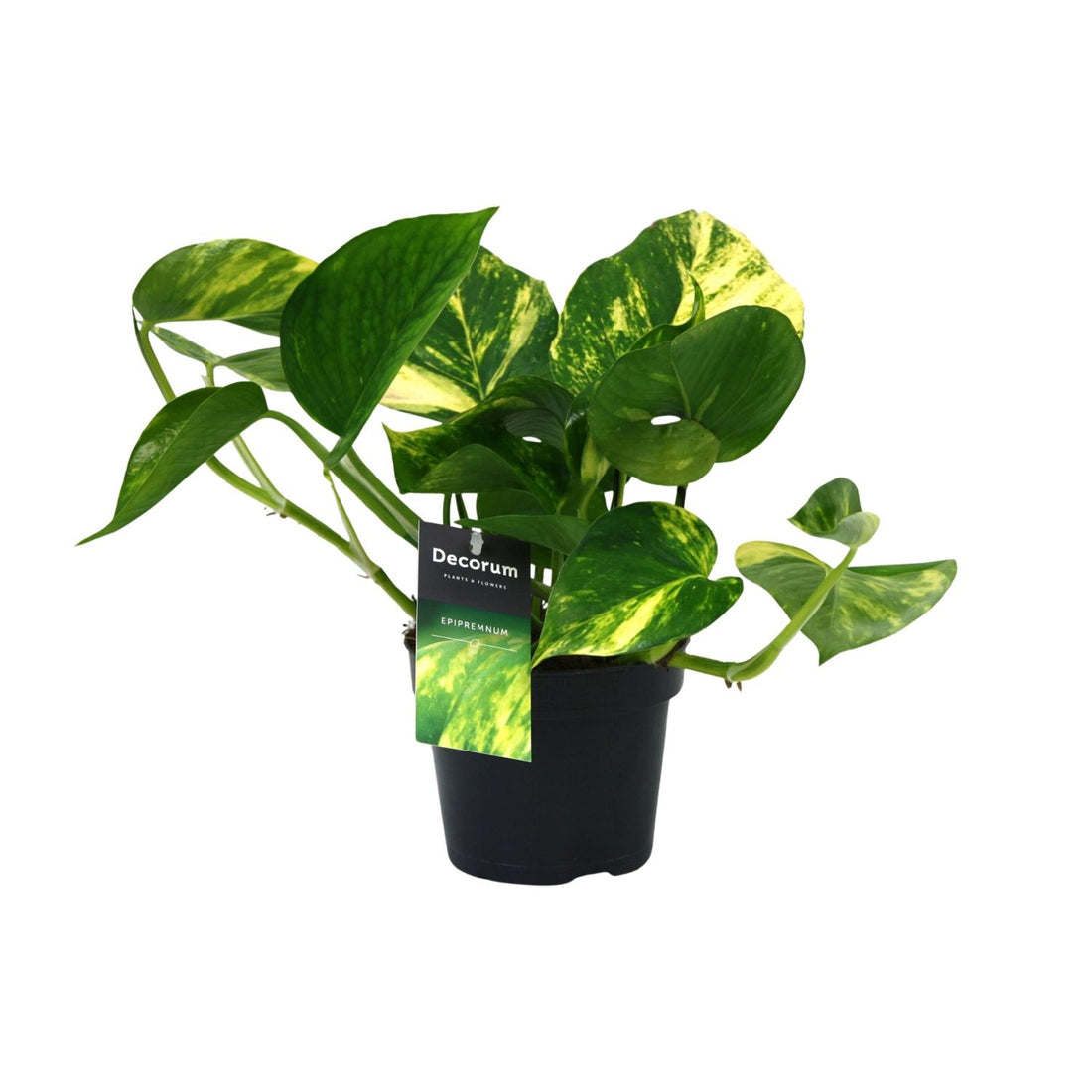 PROMO – Scindapsus Aureum (Efeutute) – Ø12 cm – ↕25 cm – Pflegeleichte Hängepflanze