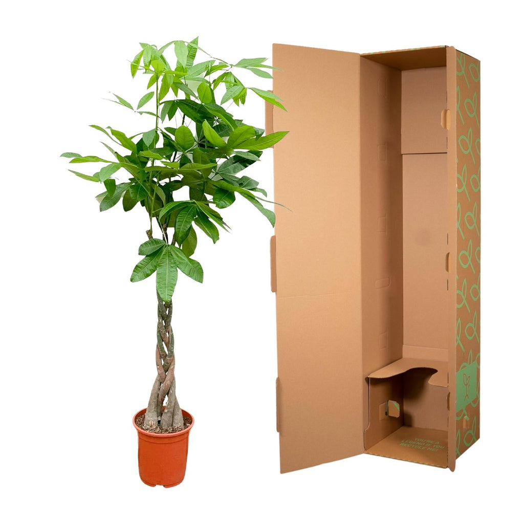 Pachira Aquatica - 150cm - ø24
