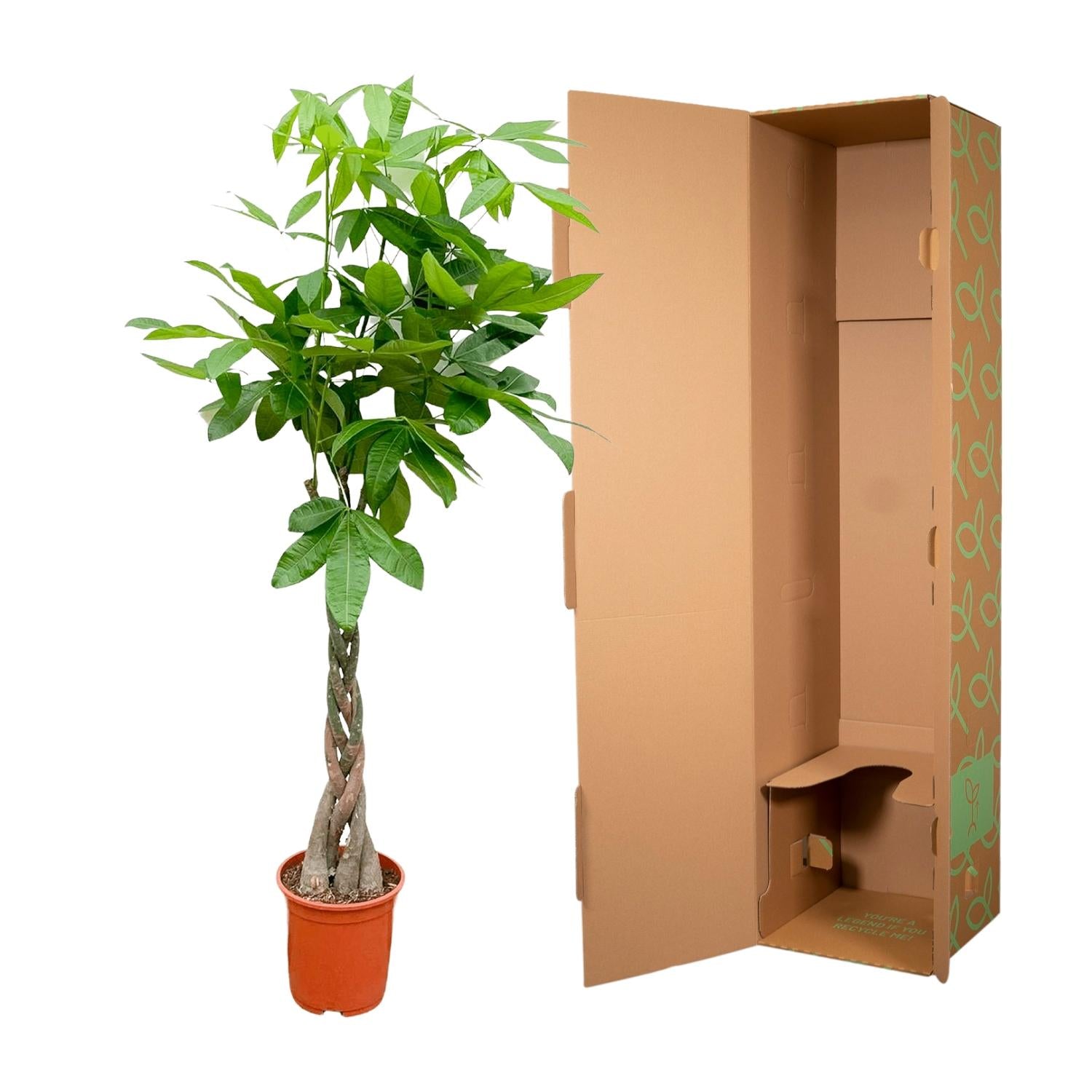 Pachira Aquatica - 150cm - ø24