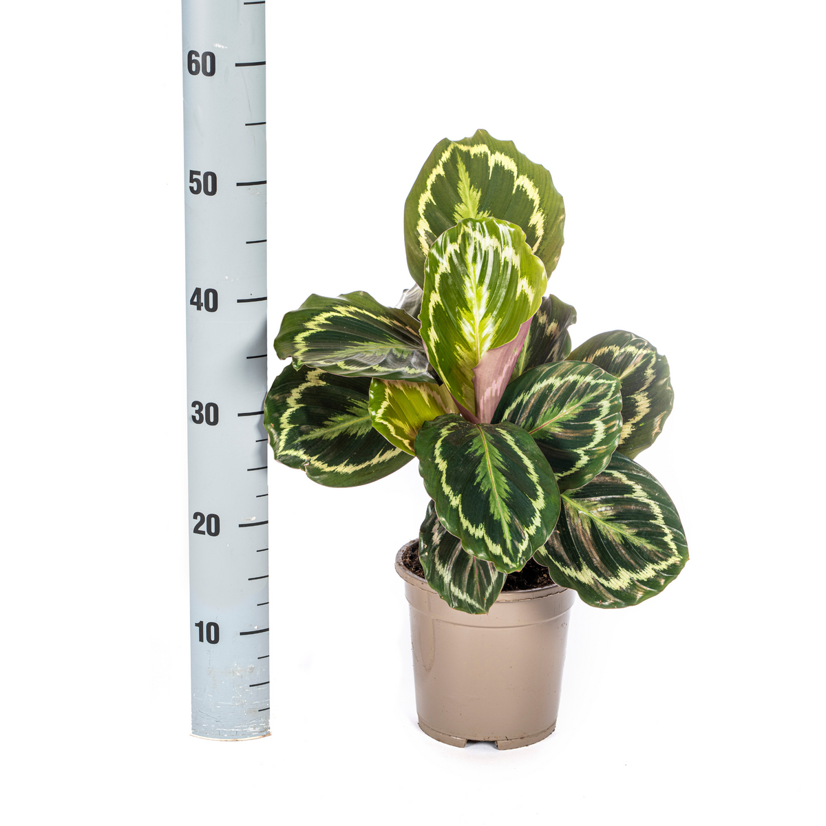 PROMO – Calathea Medallion – Ø17 cm – ↕40–50 cm – Exotische Zimmerpflanze