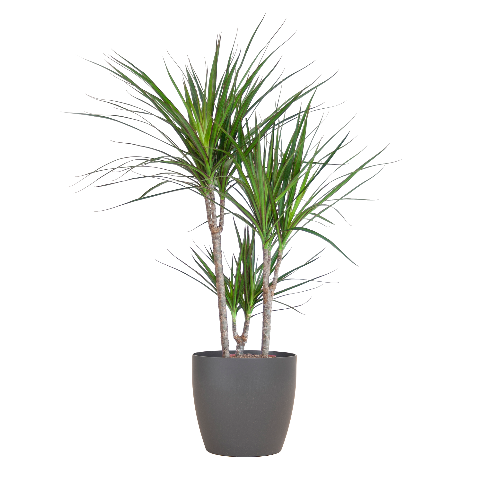 Dracaena Marginata mit Viber-Topf grau – 95 cm – Ø21