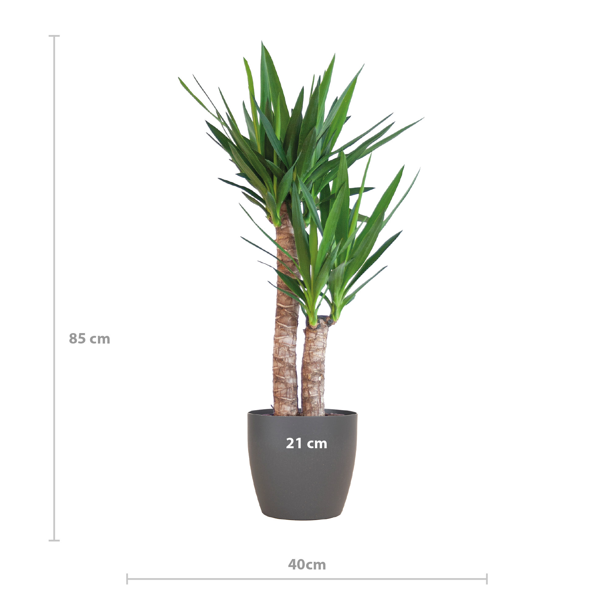 Yucca Elephantipes mit Viber Schwarz - 90cm - Ø21