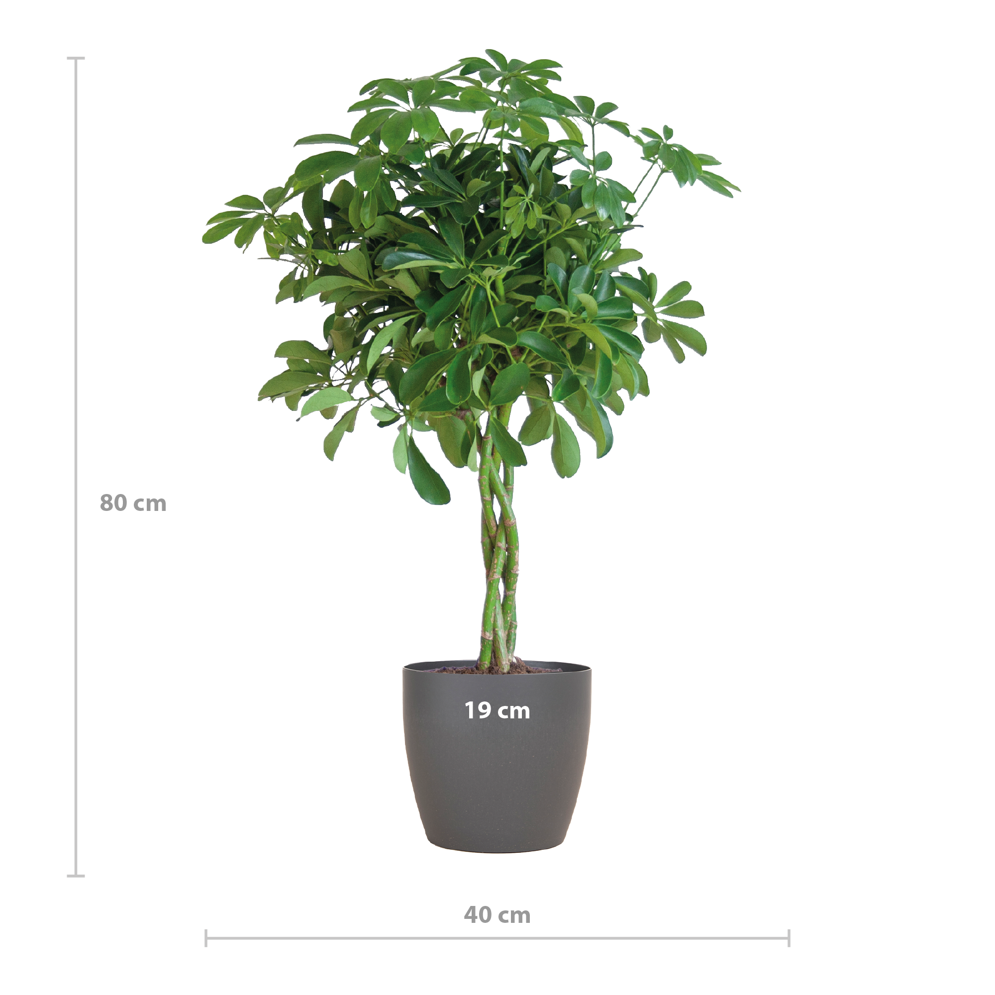 Schefflera Arab Nora mit Viber grau – 70 cm – Ø21