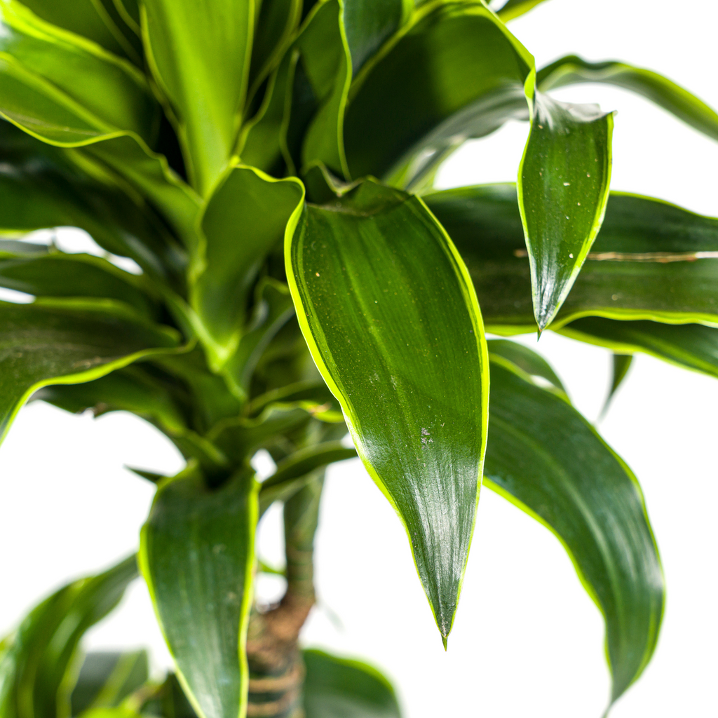 Dracaena Deremensis Dorado Ø21cm - ↕100 - 120cm