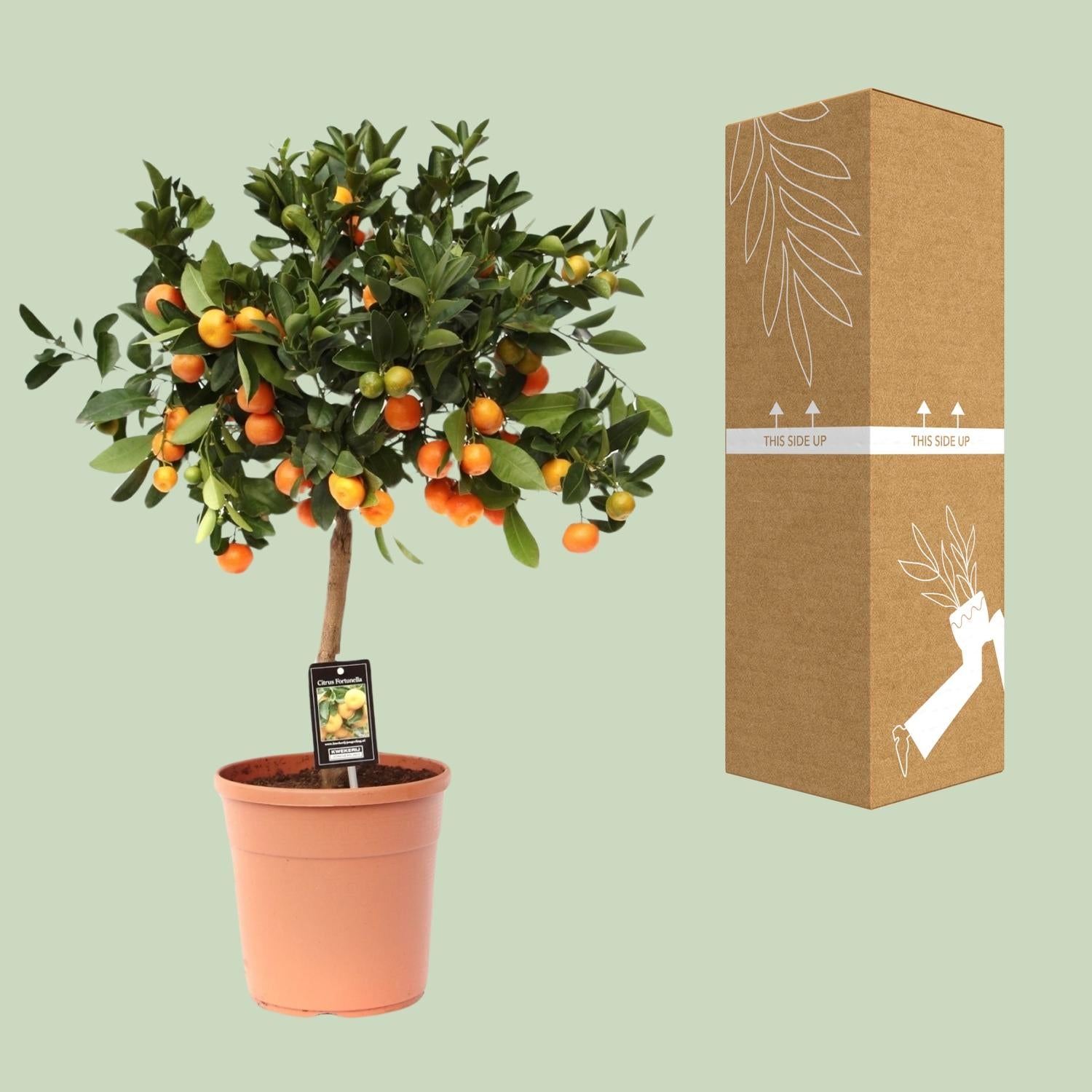 Citrus Calamondin – Zitronenbaum – Ø22 cm – ↕70 - 80 cm – Mediterrane Zitruspflanze