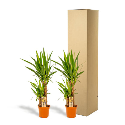 Doppelpack Yucca Palme Elephantipes – Vorteilspreis für stilvolle Zimmerpflanzen Ø17cm - ↕90cm